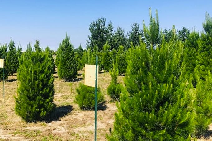 A farm field filled with Christmas trees.